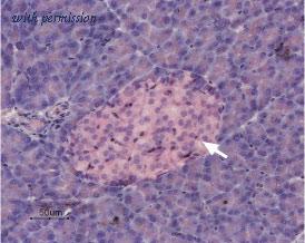 Alomone Labs APC-037 image 2
