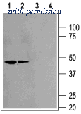 Alomone Labs APC-042 image 1
