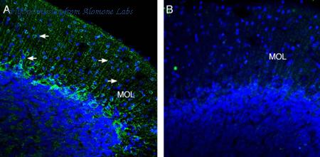 Alomone Labs APC-042 image 2