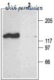 Alomone Labs APC-045 image 1