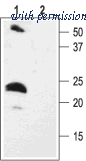 Alomone Labs APC-054 image 1