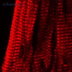 Alomone Labs APC-054 image 3