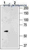 Alomone Labs APC-055 image 2