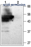 Alomone Labs APC-058 image 1