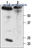 Alomone Labs APC-061 image 1