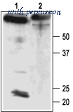 Alomone Labs APC-061 image 3