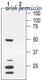 Alomone Labs APC-063 image 1