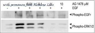 Alomone Labs APC-063 image 3