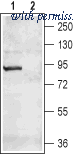 Alomone Labs APC-074 image 1
