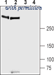 Alomone Labs APC-087 image 1