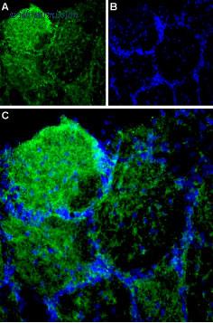 Alomone Labs APC-087 image 2