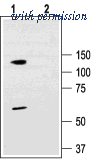 Alomone Labs APC-102 image 1
