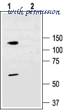Alomone Labs APC-102 image 2