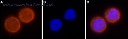Alomone Labs APC-104 image 2