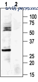 Alomone Labs APC-105 image 3