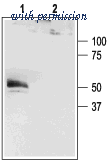 Alomone Labs APC-108 image 1