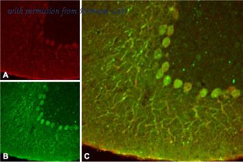 Alomone Labs APC-108 image 2