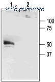 Alomone Labs APC-108 image 3