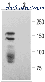 Alomone Labs APC-109 image 1