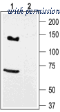Alomone Labs APC-112 image 1