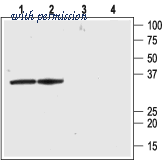 Alomone Labs APC-117 image 1