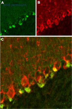 Alomone Labs APC-117 image 2
