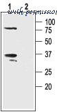 Alomone Labs APC-117 image 3