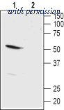 Alomone Labs APC-121 image 1