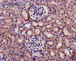 Alomone Labs APC-121 image 2
