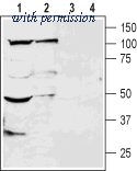 Alomone Labs APC-122 image 1