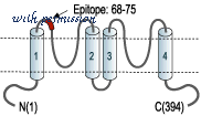 Alomone Labs APC-122 image 3