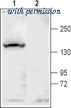 Alomone Labs APC-124 image 1