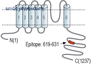 Alomone Labs APC-124 image 3