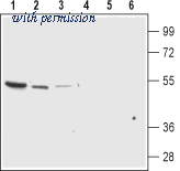 Alomone Labs APC-125 image 1