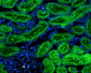 Alomone Labs APC-125-AG image 1