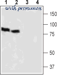 Alomone Labs APC-125-AG image 2