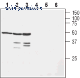 Alomone Labs APC-127 image 1