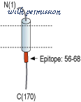 Alomone Labs APC-129 image 2