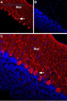 Alomone Labs APC-135 image 2