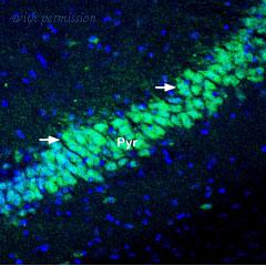 Alomone Labs APC-142 image 2
