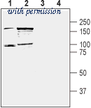 Alomone Labs APC-147 image 1