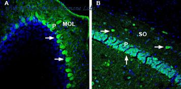 Alomone Labs APC-147 image 2
