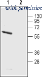Alomone Labs APC-150 image 1
