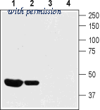 Alomone Labs APC-157 image 1