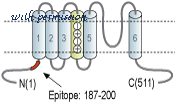 Alomone Labs APC-157 image 2