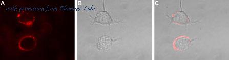 Alomone Labs APC-161 image 3