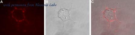 Alomone Labs APC-161-AR image 2