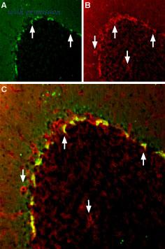 Alomone Labs APC-161-AR image 3