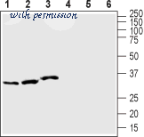 Alomone Labs APC-163 image 2