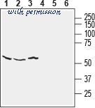 Alomone Labs APC-163 image 3